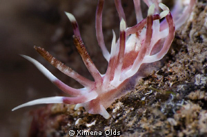 Bi Color Flabellina. Taken my first day in Bali. Nikon D7... by Ximena Olds 